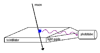 muon in a scintillator