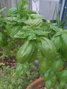 basil