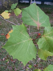 American sycamore
