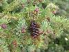 Spruce cone
