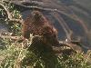 Nutria in Barton Creek