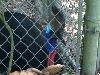 Cassowary