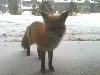 Fox at the condo