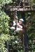 Ziplining