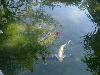 Koi fish at the Japanese pavilion