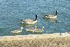 Canada geese