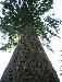 Douglas fir